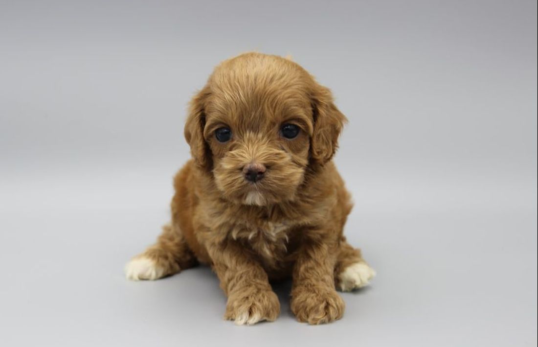 baby cockapoo for sale
